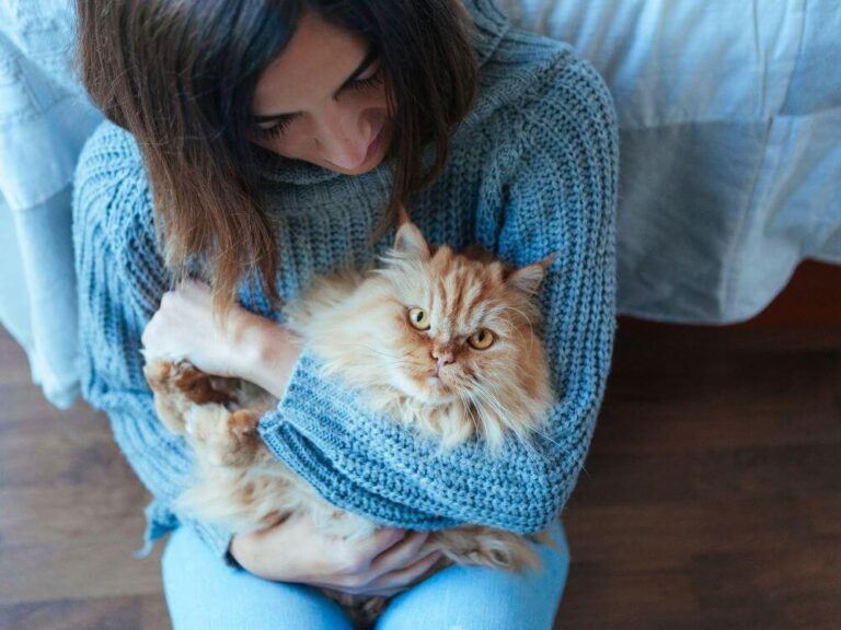 Cats Protection