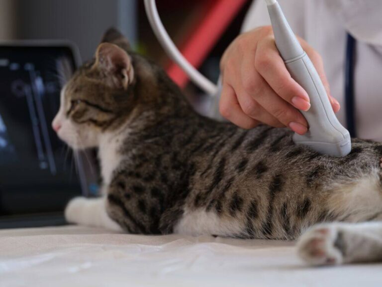 Cats with Kidney Disease