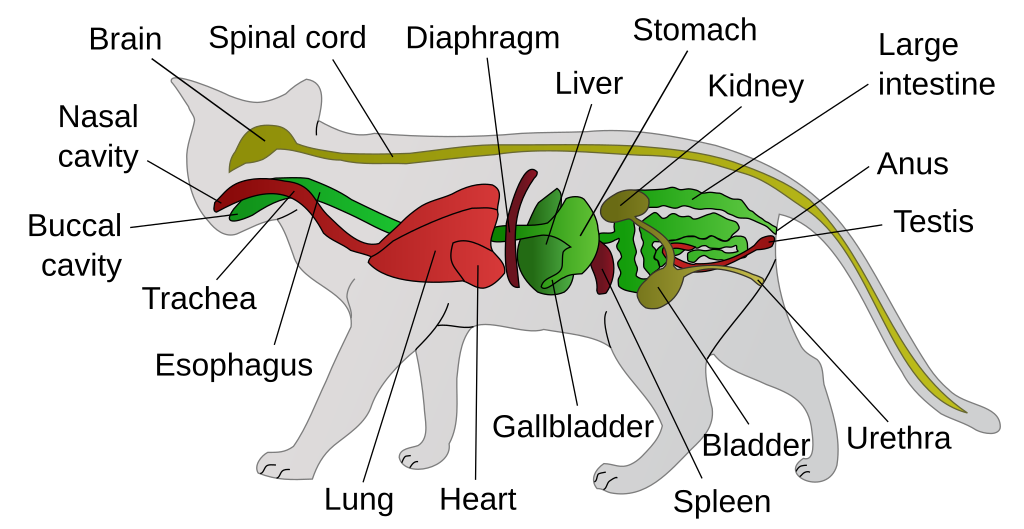 Anatomy of Cats