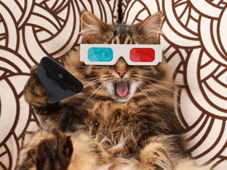 Best Cat Movies