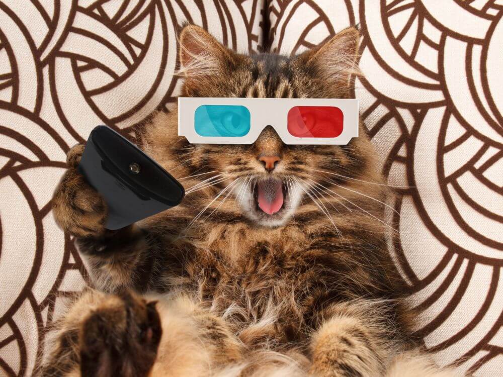 Best Cat Movies