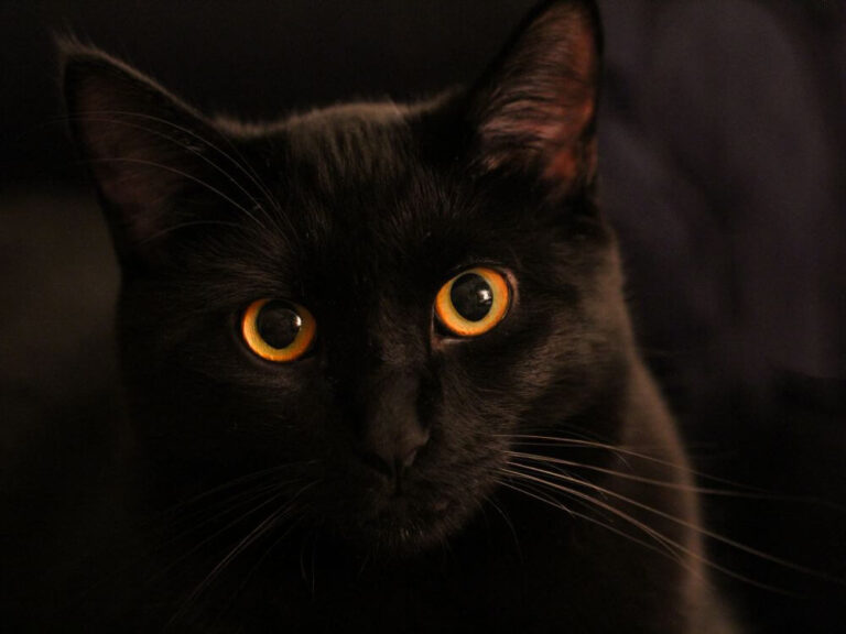 Black Cat, Bad Luck