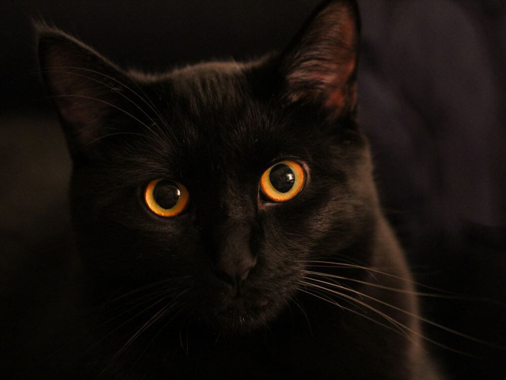 Black Cat, Bad Luck