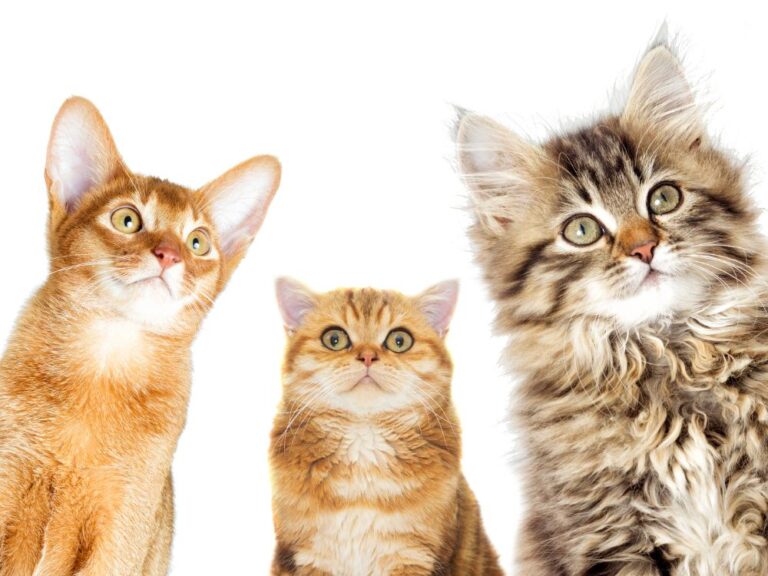 Breeds Of Cats