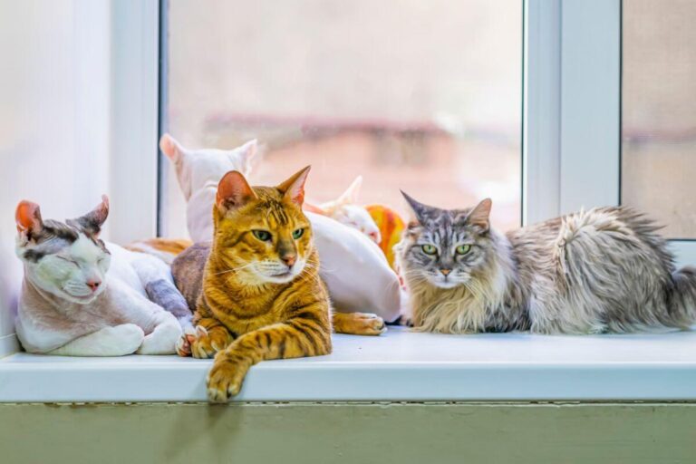 Cat Breeds