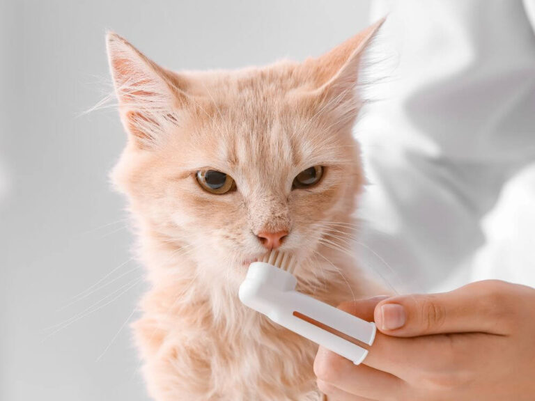 Cat's Dental Health