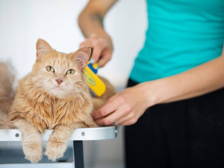 Cat't Fur Brushing