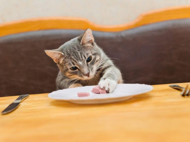 Cat Grabbing Food the Table