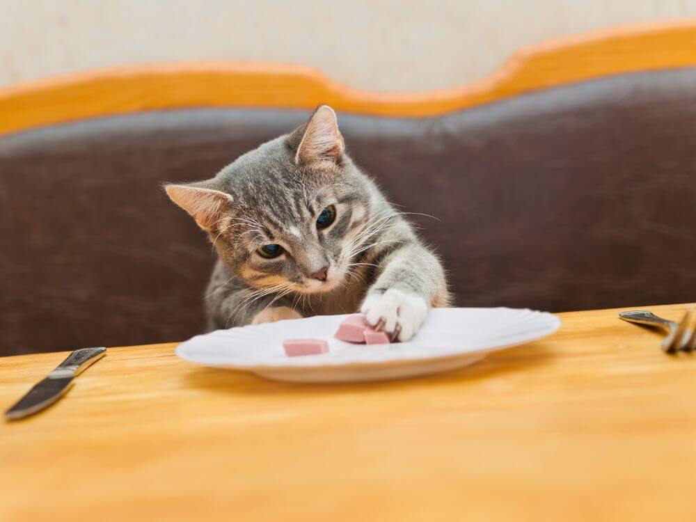 Cat Grabbing Food the Table