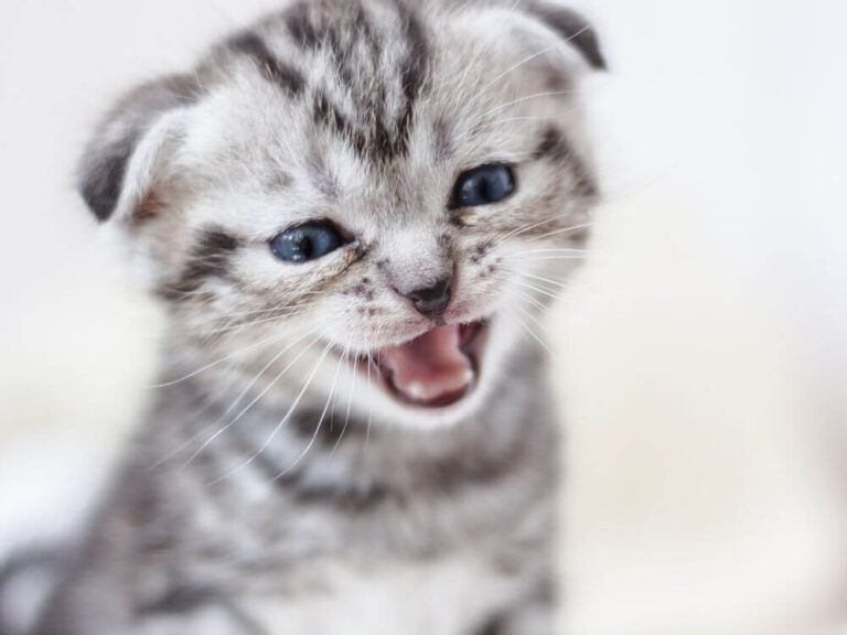 Cat Meow