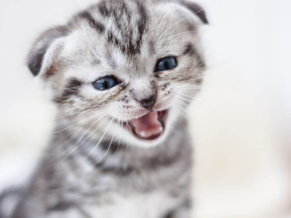 Cat Meow