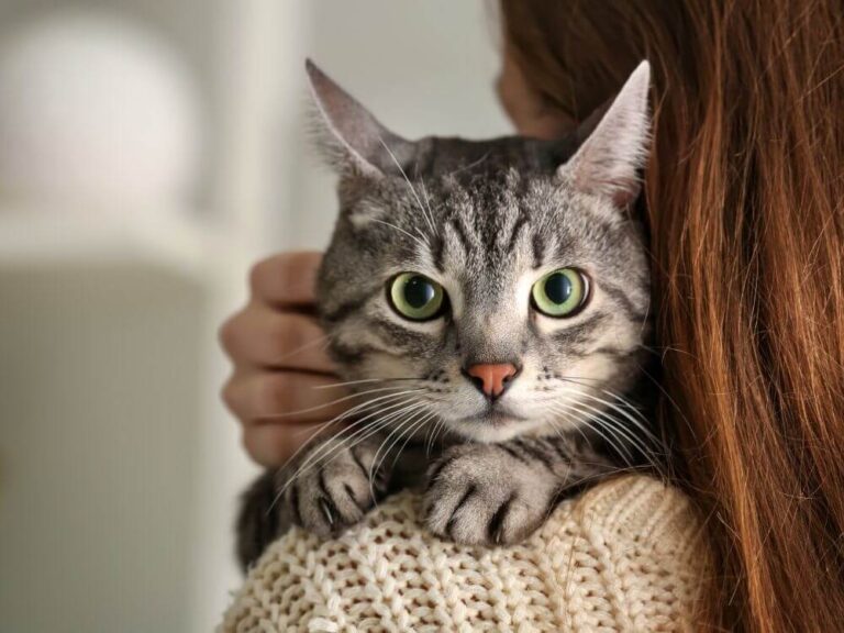 Cat Organisations