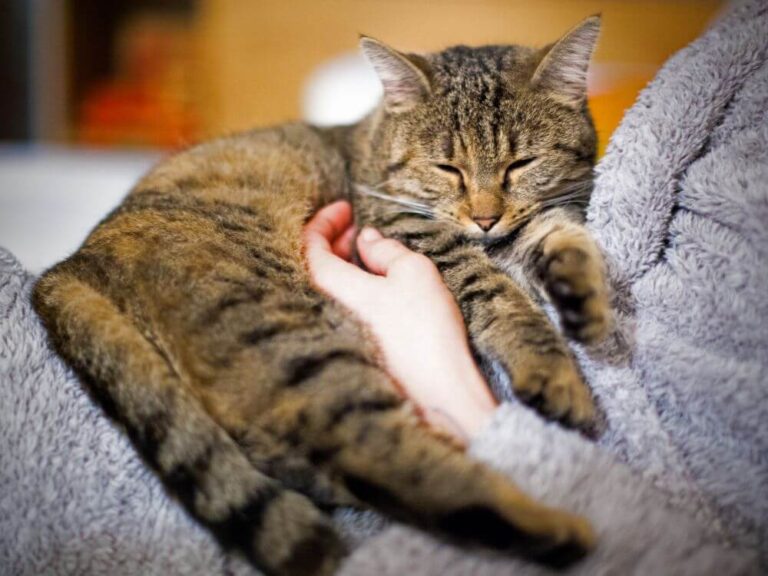 Cat Purr