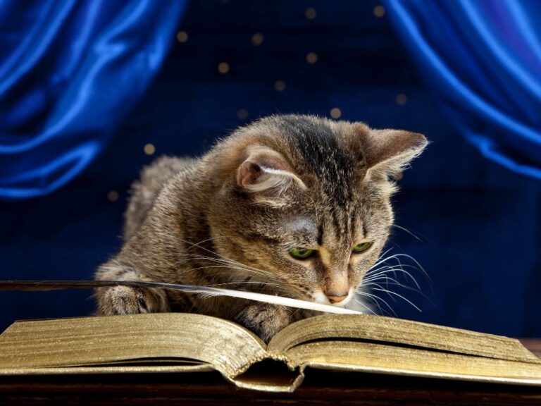 Cat Themed Books