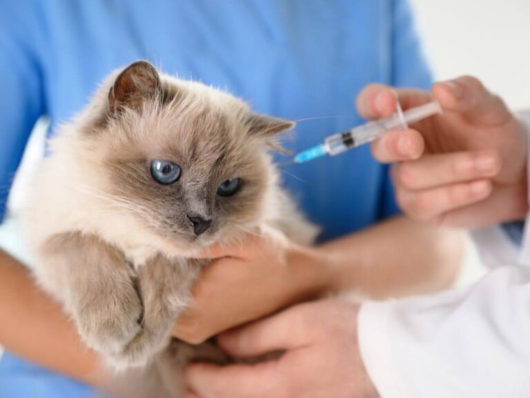 Cat Vaccinations