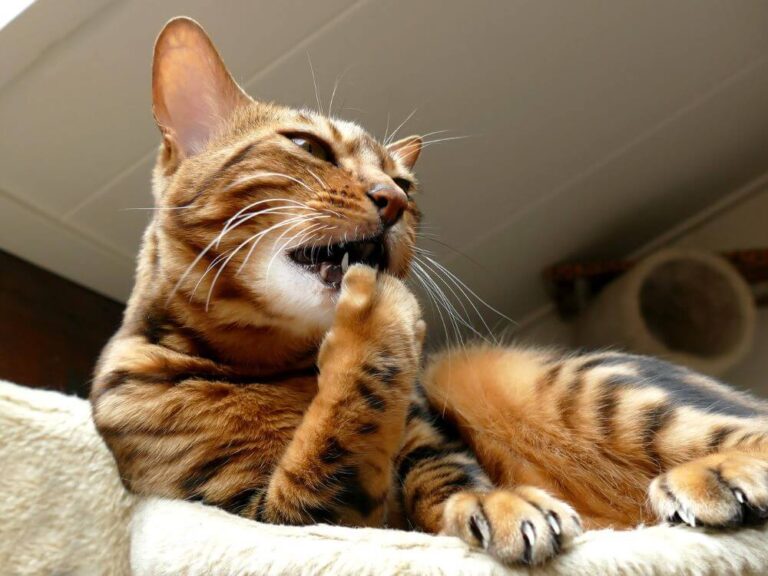 Cats bite their nails