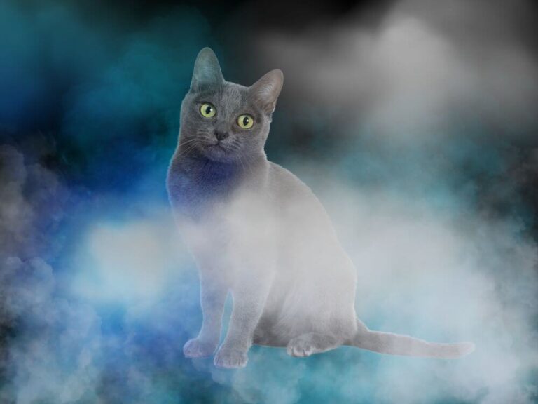 Cats in Dreams