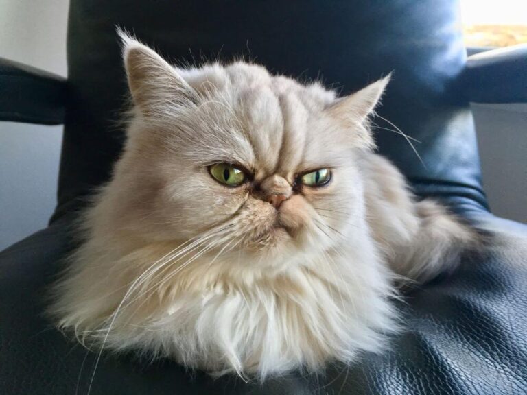 Famous Cats