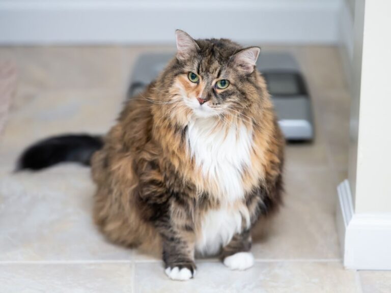 Fat Cat