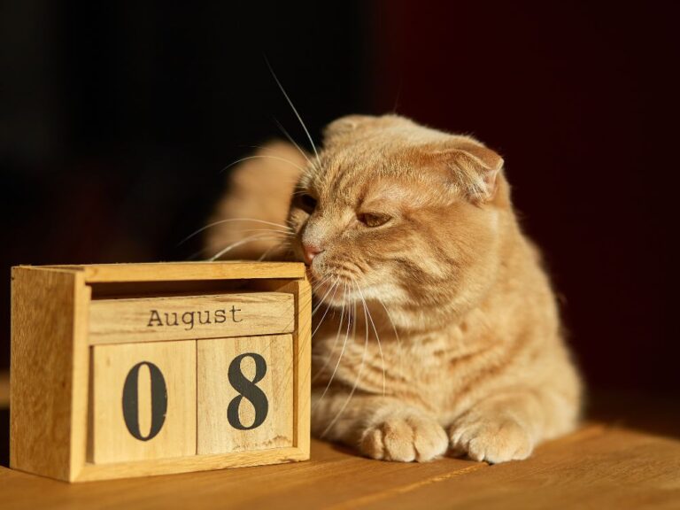 International Cat Day