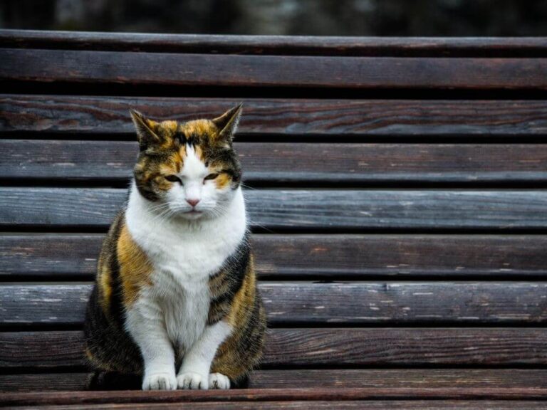 Old Cat