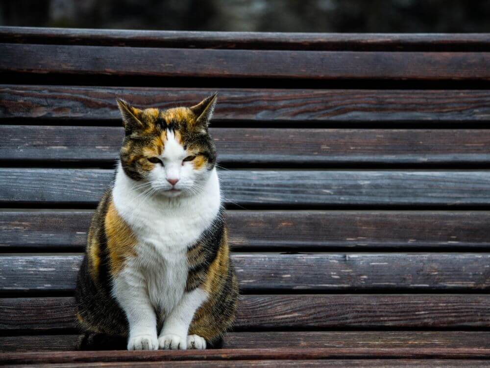 Old Cat