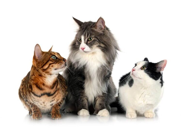 Origin of Cats