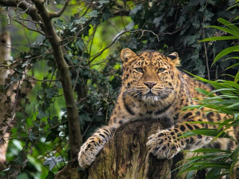 Protected Cats: Amur Leopard