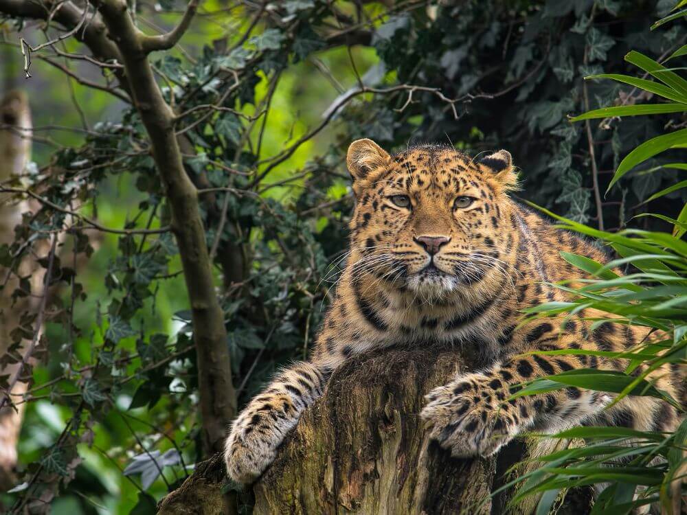 Protected Cats: Amur Leopard