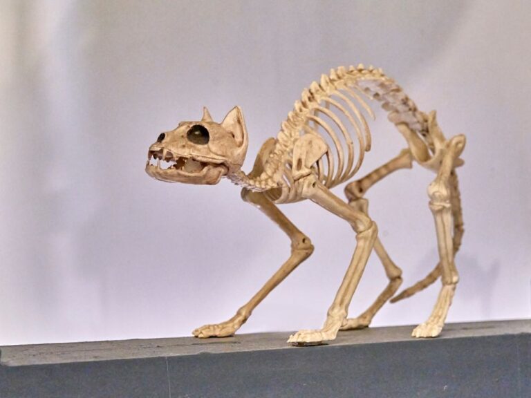 Anatomy of Cats: Cat Skeleton