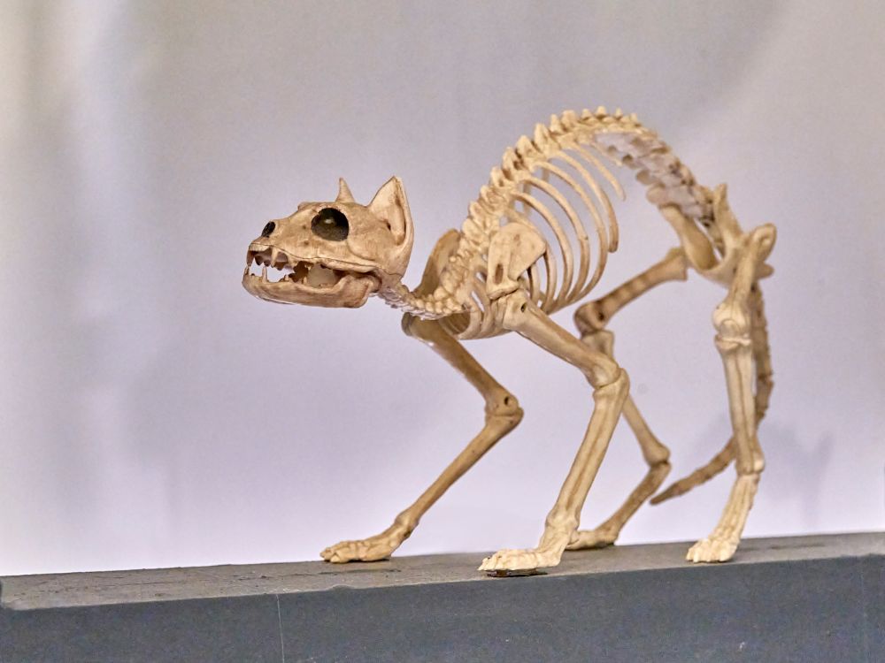 Anatomy of Cats: Cat Skeleton