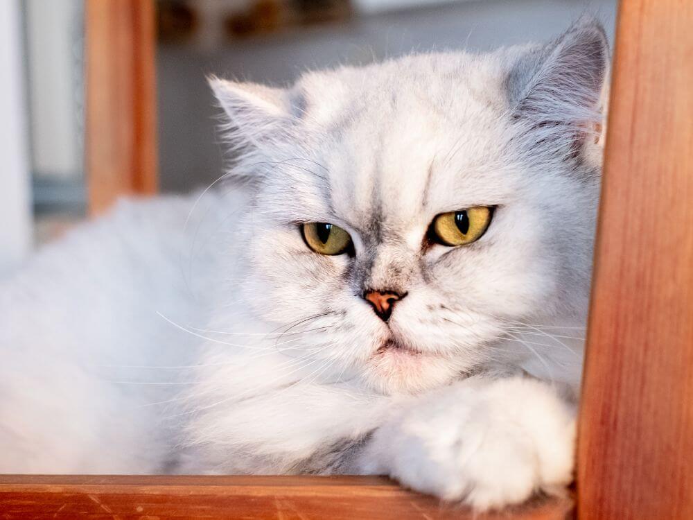British Longhair Cat