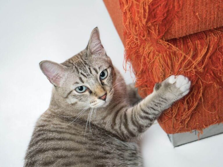 Cat Scratch New Furniture