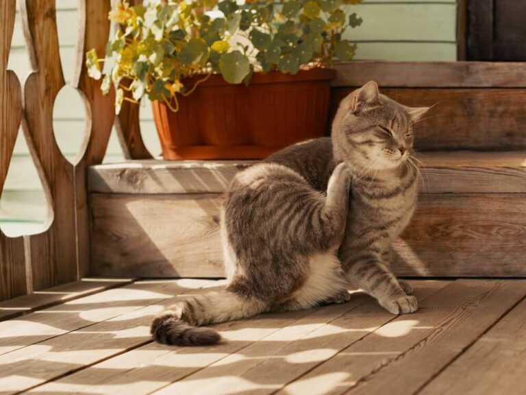 Fleas on Cats