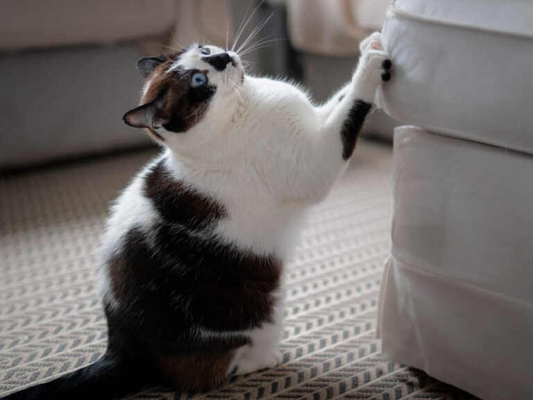 Prevent Your Cat from Scratching New Furniture