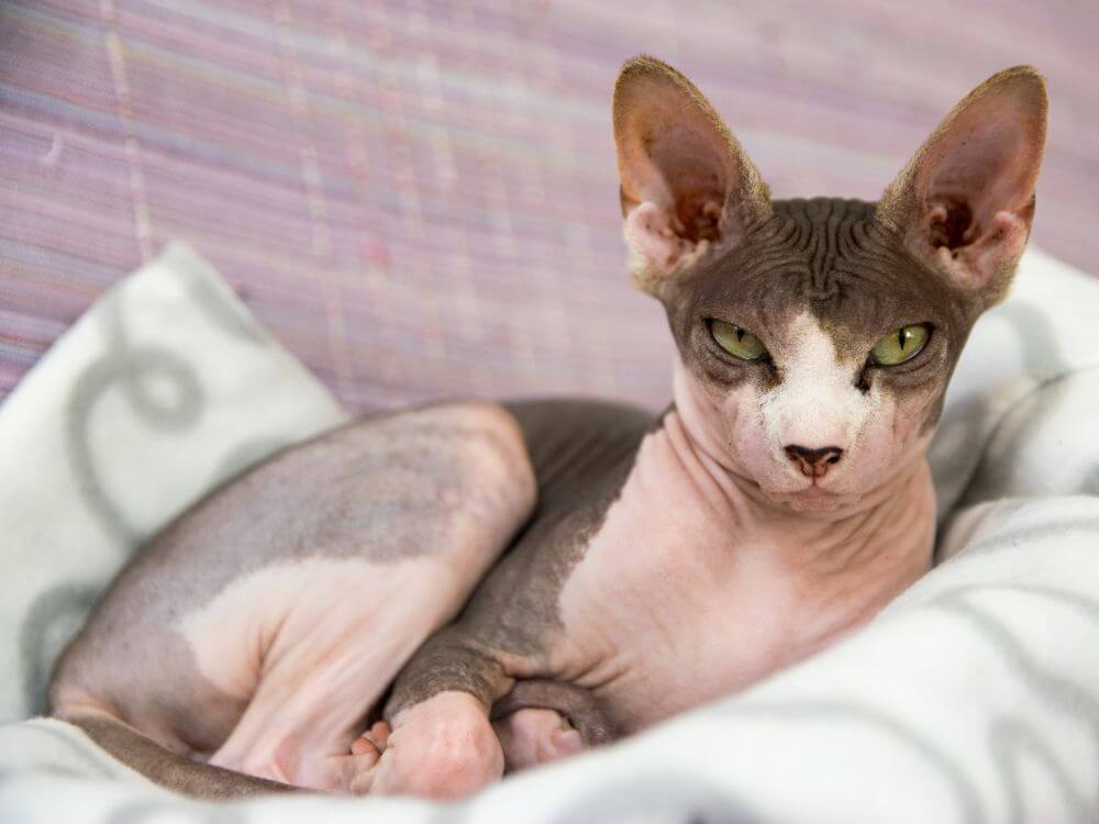 Sphynx Cat