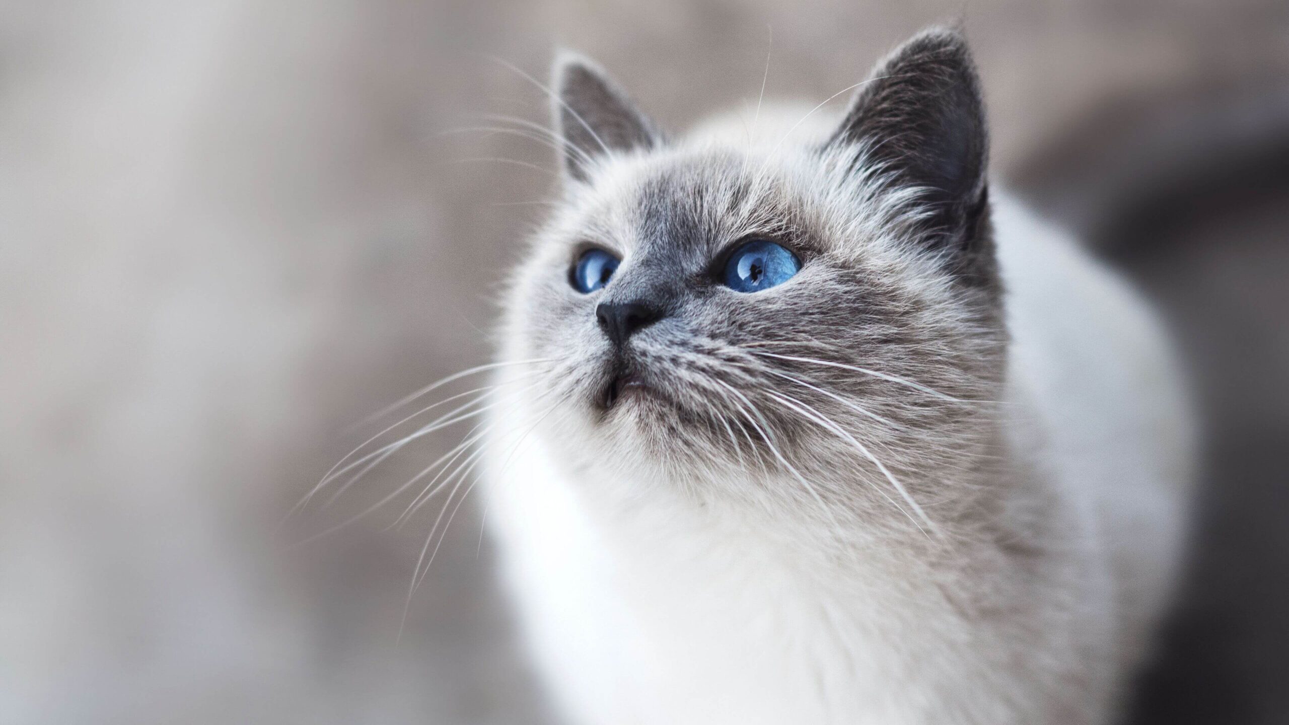 Blue Eyed Cat Desktop Wallpaper