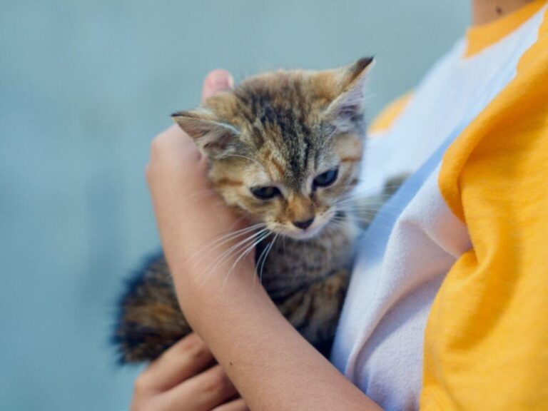 Cat Adopting