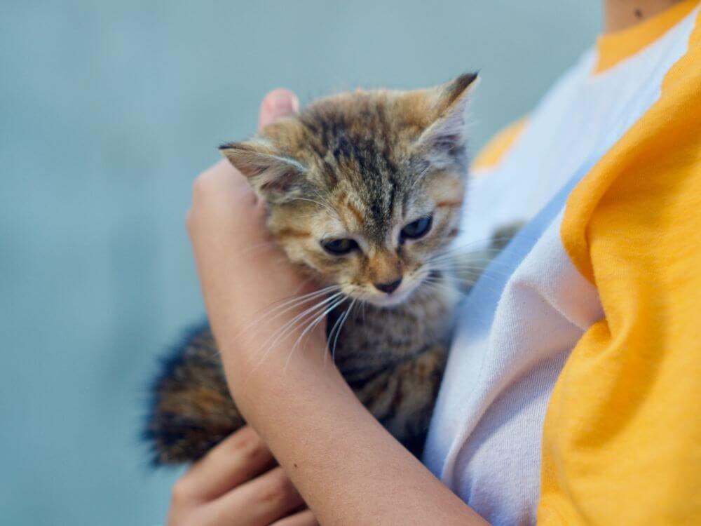 Cat Adopting