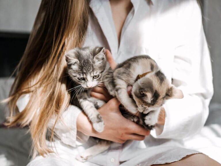 Cat adoption or buying