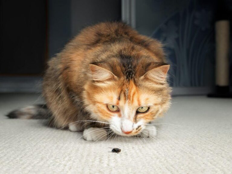 Cat Chase Flies