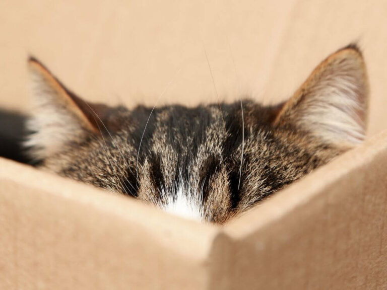 Ears of Cats
