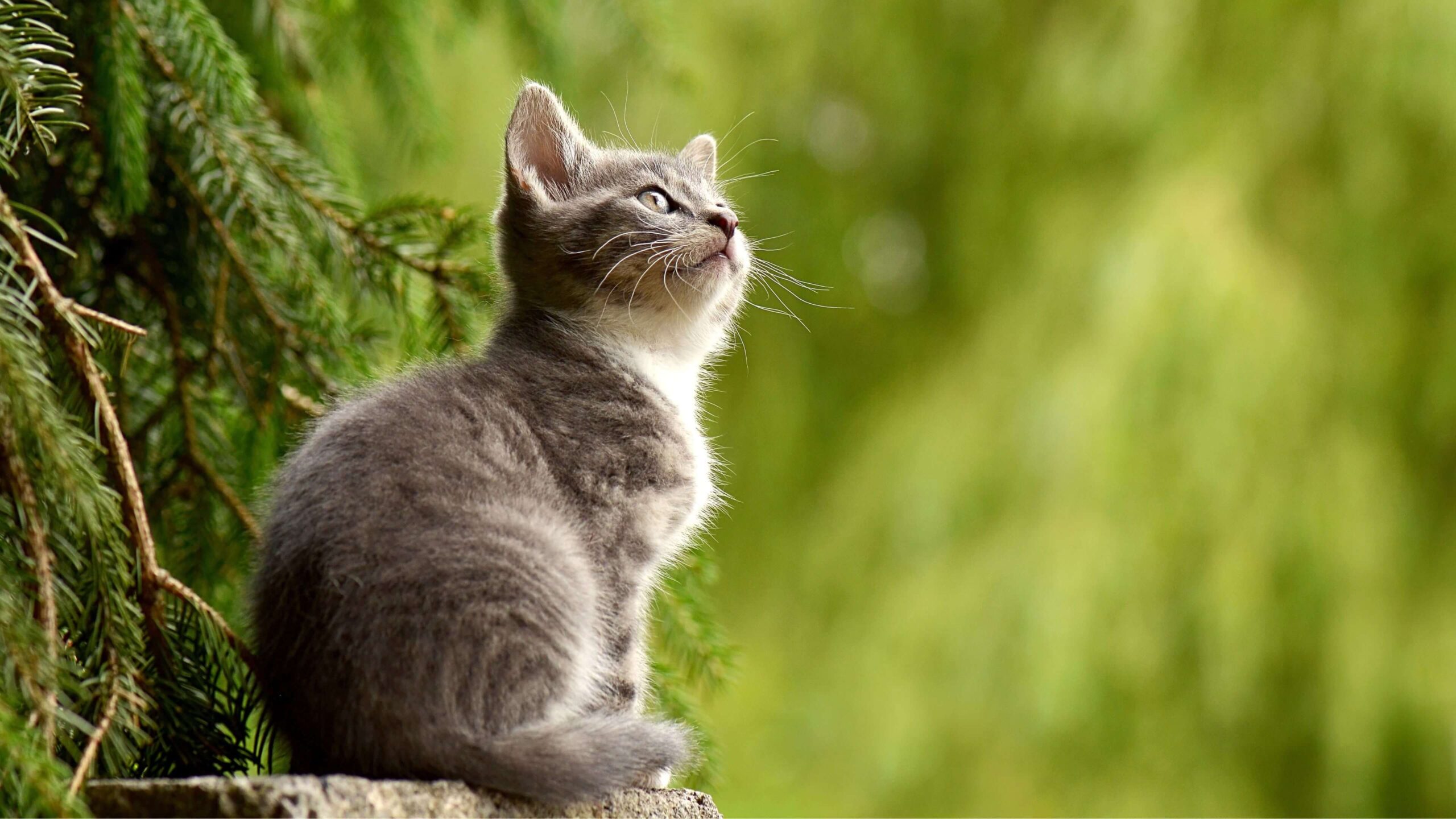 Cat in Nature Desktop Wallpaper