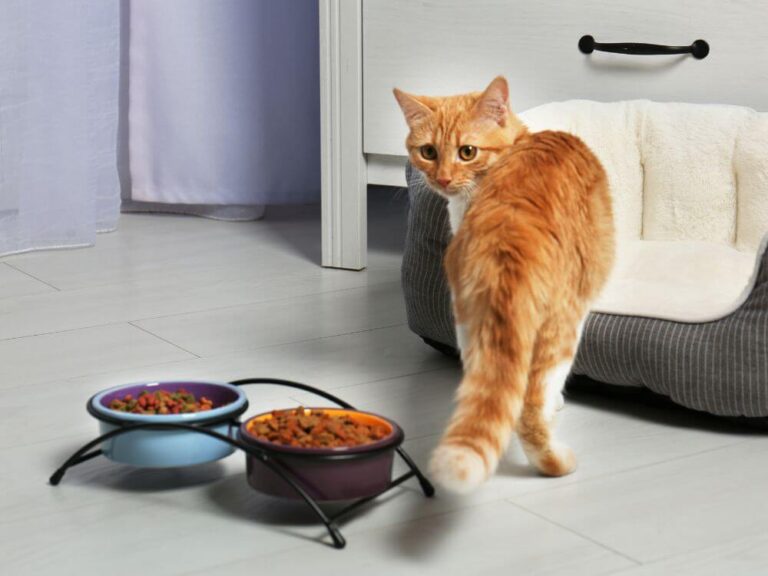 Cat no Appetite