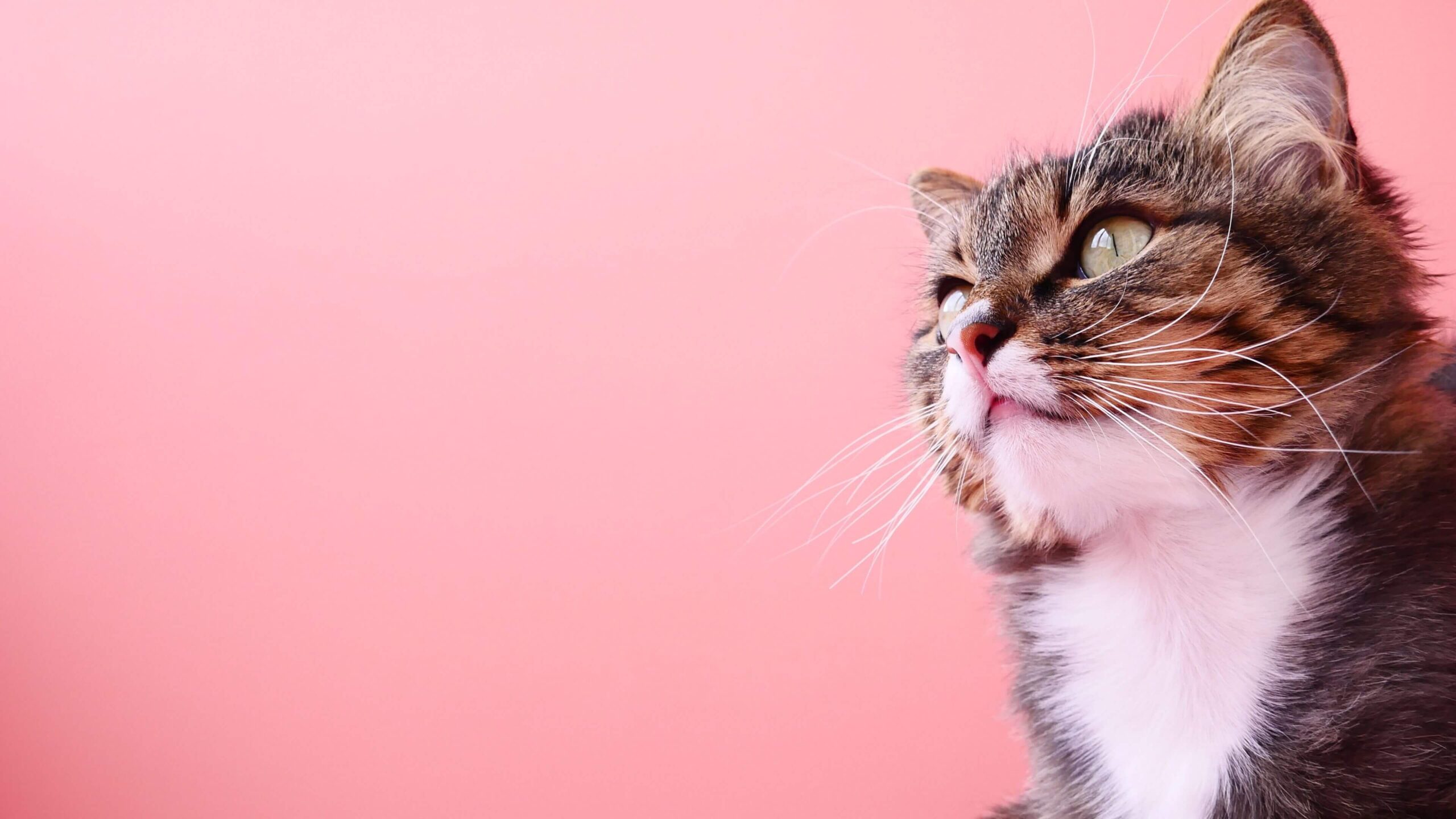 Cat Portrait on Pink Desktop Wallpaper
