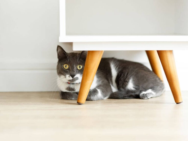 Stress in Cats