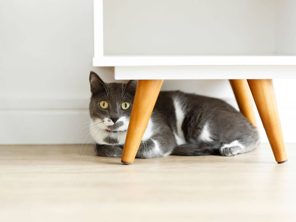 Stress in Cats