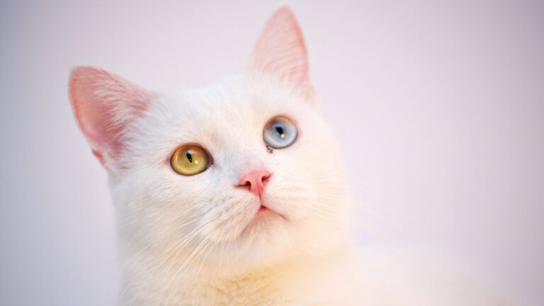 Heterochromatic Eyed Cat Desktop Wallpaper