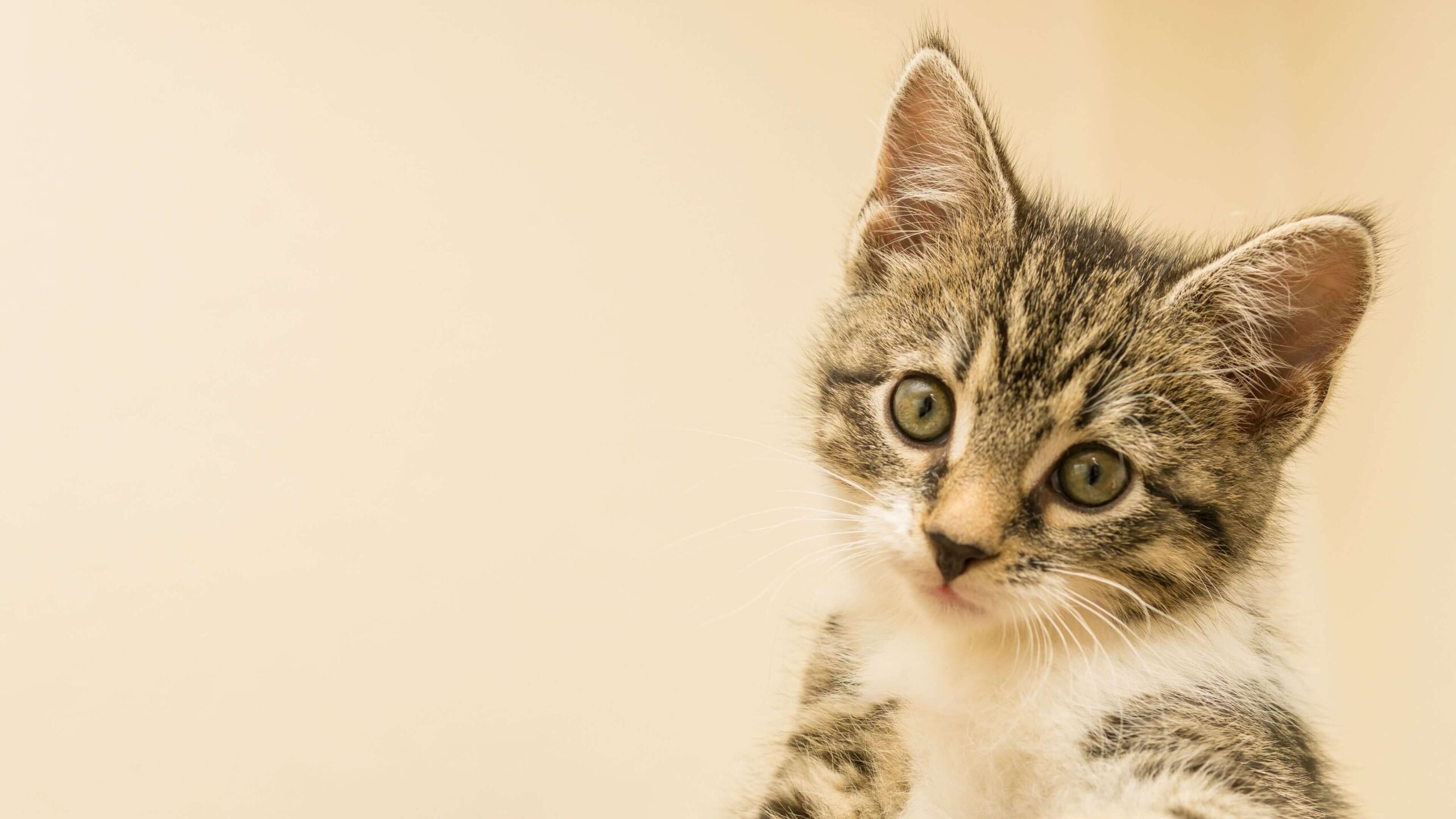 Kitten Pastel Background Desktop Wallpaper