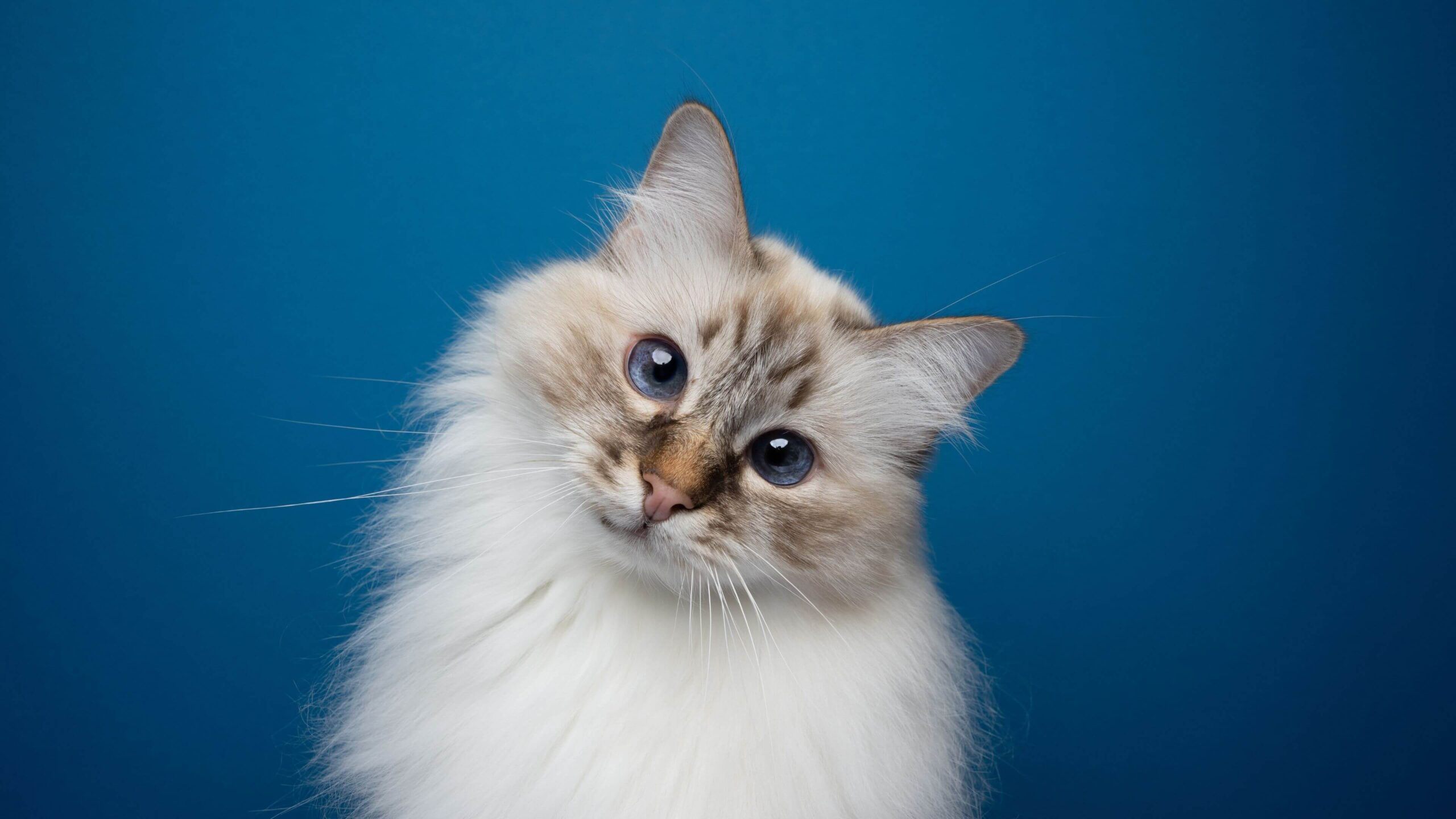 Long Haired Cat Notebook Wallpaper
